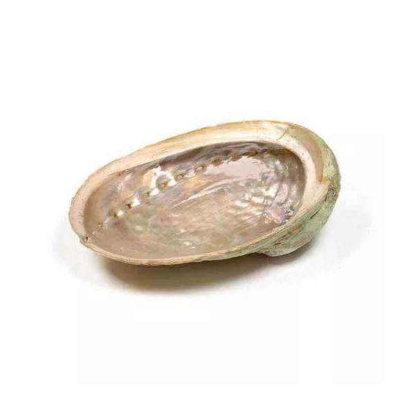 Esoterika - Conchiglia Abalone Haliotis diversicolor per smudge