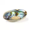 Esoterika - Conchiglia Abalone arcobaleno (Paua) Haliotis Iris