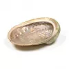 Esoterika - Conchiglia Abalone Haliotis diversicolor per smudge