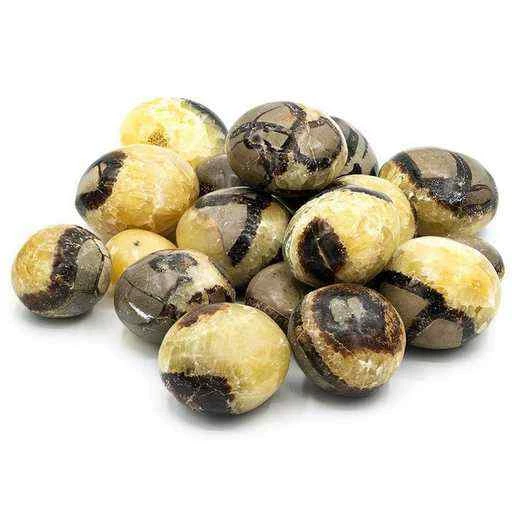 Septaria burattata grande