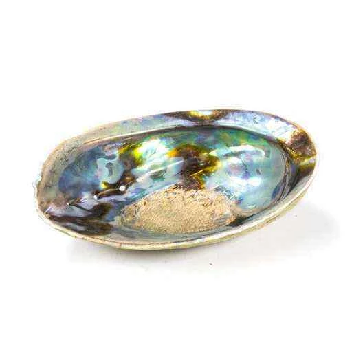 Conchiglia Abalone arcobaleno (Paua) Haliotis Iris