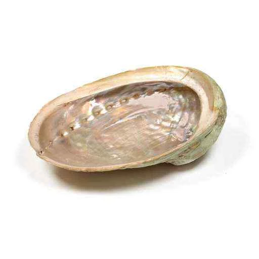 Conchiglia Abalone Haliotis diversicolor per smudge